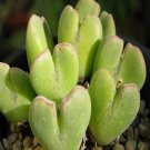 ProQgf 18pcs a set Conophytum taylorianum subsp. rosynense seed