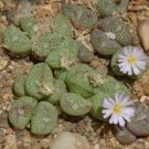 ProQgf 18pcs a set Conophytum taylorianum subsp. taylorianum SH 1484 seed