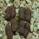 ProQgf 18pcs a set conophytum ts 849 seed