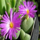 ProQgf 18pcs a set Conophytum velutinum subsp. velutinum Schwantes seed