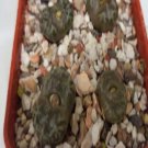 ProQgf 18pcs a set CONOPHYTUM YOUNGII seed