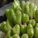 ProQgf 18pcs a set Conopytum albiflorum seed