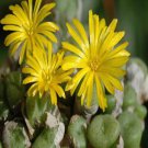 ProQgf 18pcs a set Conopytum auriflorum subsp. turbiniforme seed