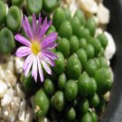 ProQgf 18pcs a set Conopytum ectypum subsp. ignavum seed