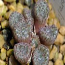 ProQgf 18pcs a set Conopytum swanepoelianum subsp. rubrolineatum seed