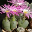 ProQgf 18pcs a set Conopytum violaciflorum Schick  Tischer seed