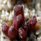 ProQgf 18pcs a set  dark red pellucidum seed