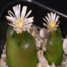 ProQgf 18pcs a set  maughanii subsp. armeniacum seed