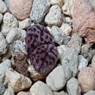 ProQgf 18pcs a set  Pellucidum v neohallii SB628 seed