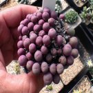 ProQgf 18pcs a set  purple c.Conophytum pageae seed