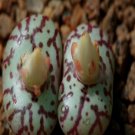 ProQgf 18pcs a set Conophytum obcordellum picturatum TS242 seed