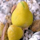 ProQgf 18pcs a set c. nordenstamii seed