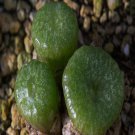 ProQgf 18pcs a set c.ectypum brownii ratelpoort seed