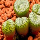 ProQgf 18pcs a set c.obcordellum ceresianum katbakkies seed