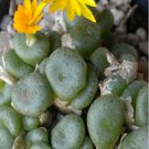 ProQgf 18pcs a set c.obscurum mg 1495.5 seed