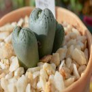 ProQgf 18pcs a set c.stipitatum seed