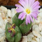 ProQgf 18pcs a set c.violaciflorum sh588 seed