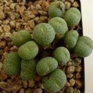 ProQgf 18pcs a set conophytum  CR 1433 seed