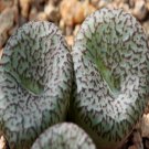 ProQgf 18pcs a set conophytum  CR1408 seed