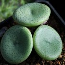 ProQgf 18pcs a set conophytum  CR1427 seed