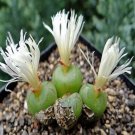ProQgf 18pcs a set conophytum  RY1717 seed