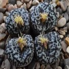 ProQgf 18pcs a set Conophytum  TS603 seed