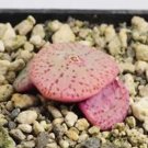 ProQgf 18pcs a set Conophytum BH7928 seed