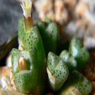 ProQgf 18pcs a set Conophytum carpianum SB1029 seed