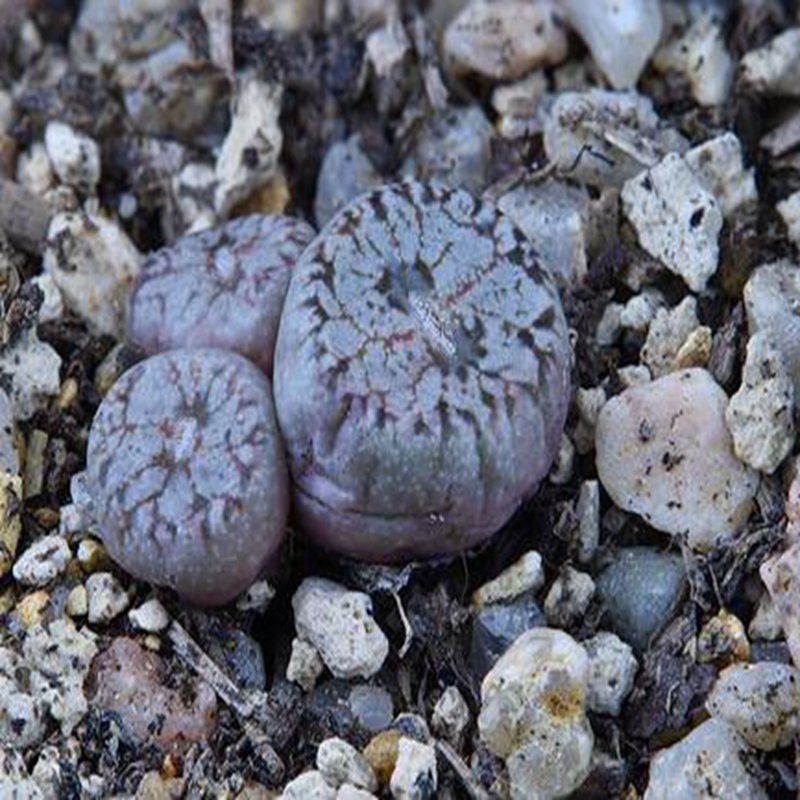 ProQgf 18pcs a set Conophytum comptonii AJY1069 seed