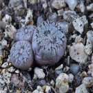 ProQgf 18pcs a set Conophytum comptonii AJY1069 seed