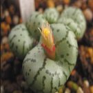 ProQgf 18pcs a set conophytum CR1009 seed