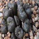 ProQgf 18pcs a set Conophytum CR1362 seed