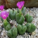 ProQgf 18pcs a set conophytum ectypum brownii x bilobum seed
