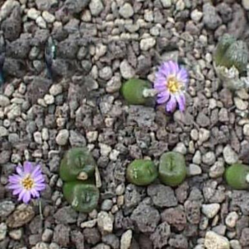 ProQgf 18pcs a set Conophytum ectypum subsp. ignavum seed