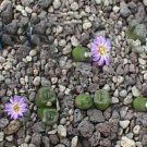 ProQgf 18pcs a set Conophytum ectypum subsp. ignavum seed