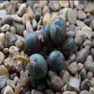 ProQgf 18pcs a set Conophytum hyracis R&Y 1598 seed