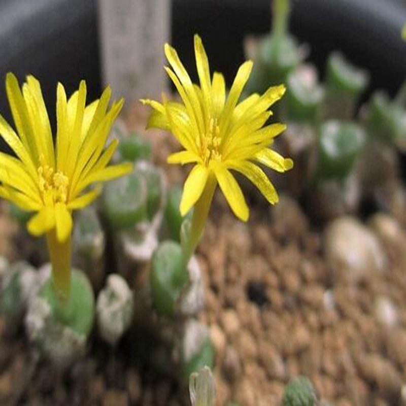 ProQgf 18pcs a set Conophytum irmae SH2318 seed