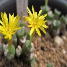 ProQgf 18pcs a set Conophytum irmae SH2318 seed