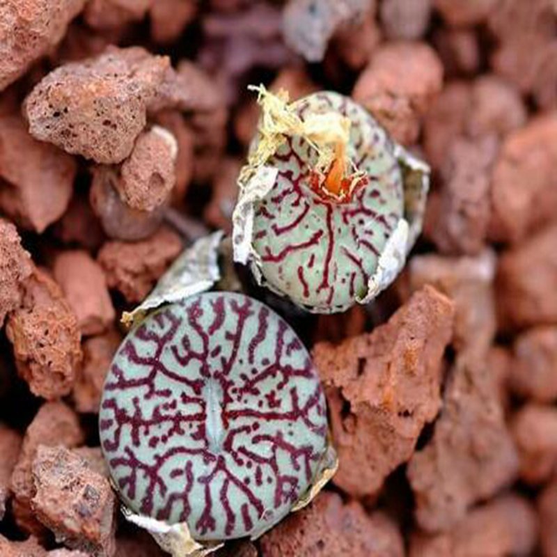 ProQgf 18pcs a set Conophytum minimum wittebergense Klipfontein seed