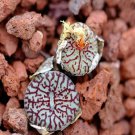 ProQgf 18pcs a set Conophytum minimum wittebergense Klipfontein seed