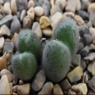ProQgf 18pcs a set Conophytum mirabile CR1562 seed
