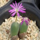 ProQgf 18pcs a set Conophytum mirabile E of Springbok seed