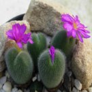 ProQgf 18pcs a set Conophytum mirabile E. Springbok seed