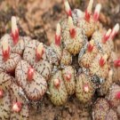 ProQgf 18pcs a set Conophytum obcordellum Etwin1 seed