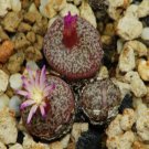 ProQgf 18pcs a set Conophytum obcordellum var. ceresianum seed