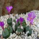 ProQgf 18pcs a set conophytum obscurum vitreopapillum seed