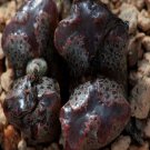 ProQgf 18pcs a set Conophytum pellucidum terricolor SH2271 seed