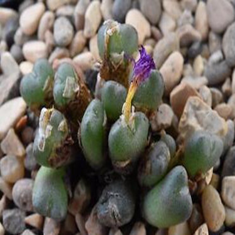 ProQgf 18pcs a set Conophytum pium CR1417 seed