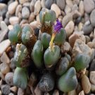ProQgf 18pcs a set Conophytum pium CR1417 seed