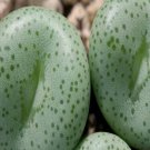 ProQgf 18pcs a set Conophytum schlechteri SB11 seed